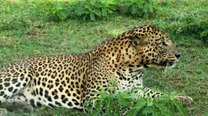 yala safari leopard